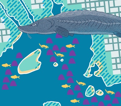 Illustration of a large sturgeon and small yellow fish and crabs over a colorful map.