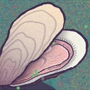 Detailed illustration of an opened oyster with a pink interior.