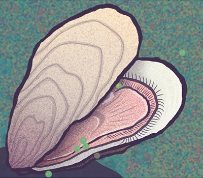 Detailed illustration of an opened oyster with a pink interior.