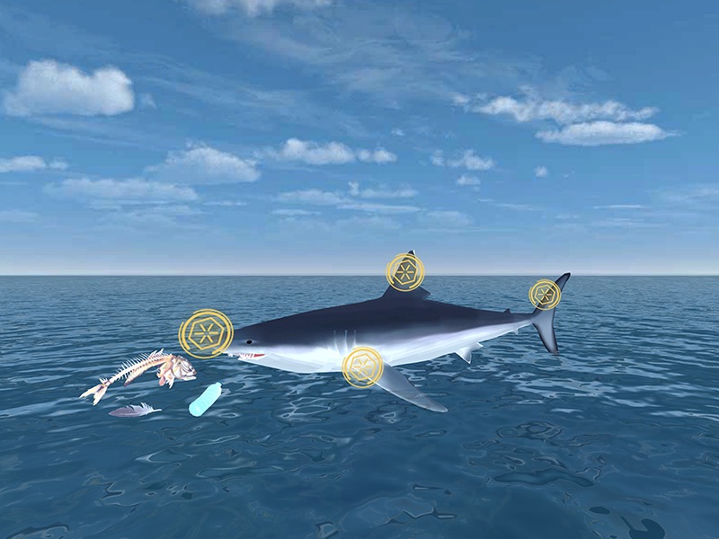 Screenshot from WaterWays Sharks and Plastic with an illustration of a shark above the water. Surrounding the shark is a fish skeleton, a plastic bottle, and a feather.